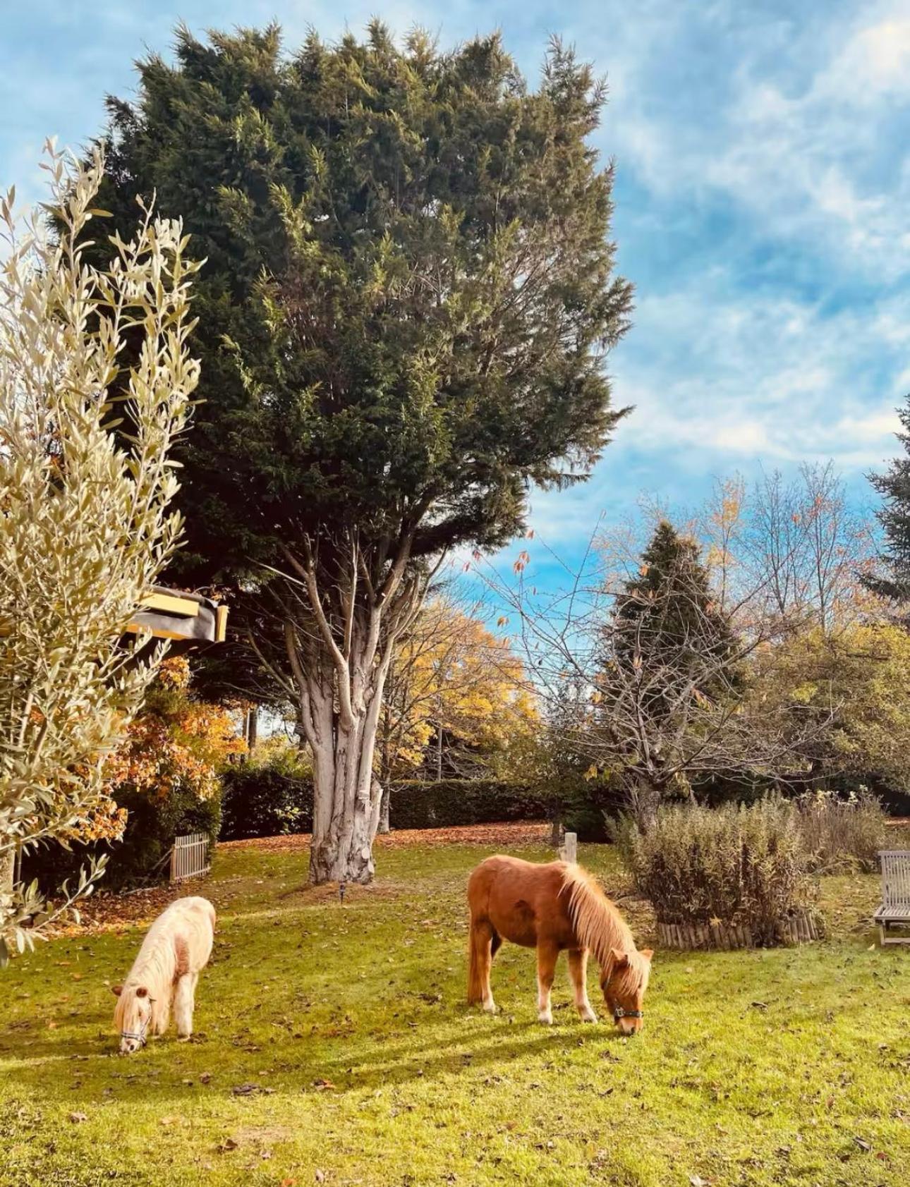 Cottage Normand Avec Sa Grande Piscine Chauffee Toute L Annee Sur Parc Arbore Et Clos En Plein Coeur De La Campagne Adapte Aux Kids Et Dog Friendly Saint-Antonin-de-Sommaire Dış mekan fotoğraf